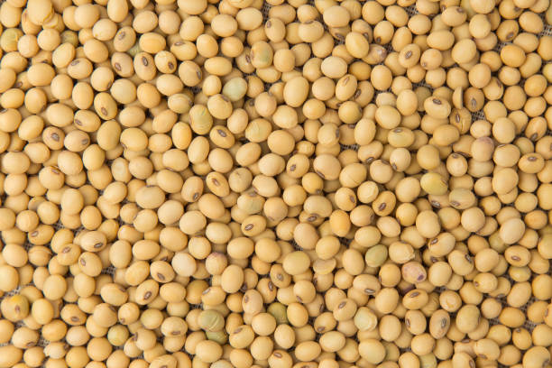istock Close up of soybeans for background 1025130336