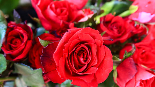 istock Close up red roses on green background 1025135540