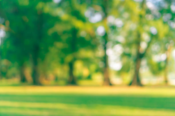 istock Blur nature bokeh green park sunset time. 1025141964