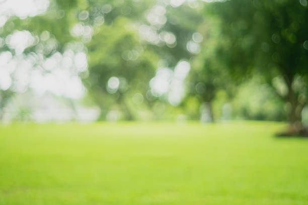 istock Nature bokeh green park in sunset time. 1025153084