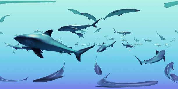 HDRI map, spherical environment panorama nature background, group of silvertip sharks swimming in the ocean (3d equirectangular illustration)