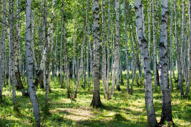 березовый лес весной - берёзовая роща фотографии стоковые фото и изображения