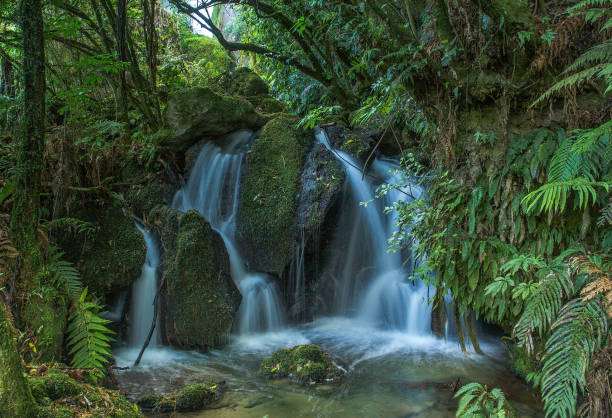 istock Waterfall and fast moving rapids in lush native bush 1025158032