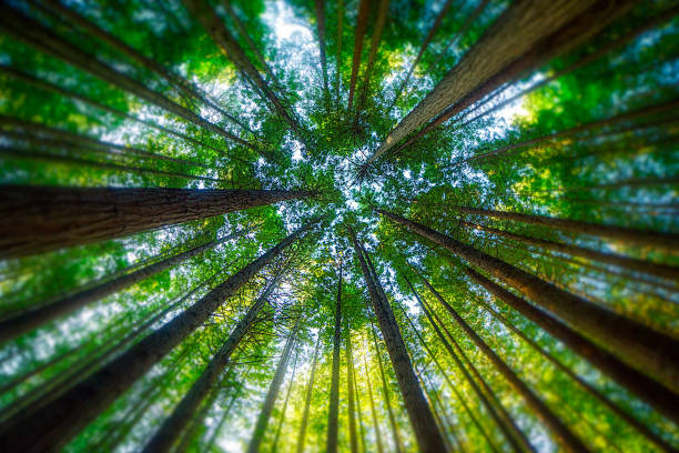 Majestic giant redwood tree scenery