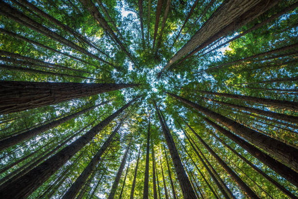 majestätischen riesigen redwood-baum-landschaft - hoch allgemeine beschaffenheit fotos stock-fotos und bilder