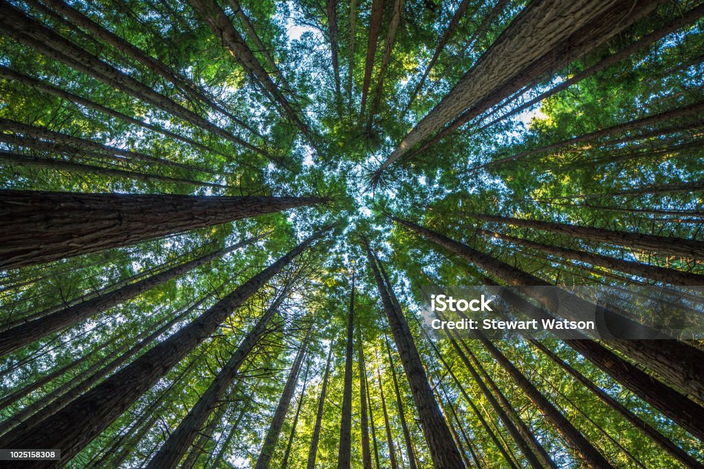 Majestic giant redwood tree scenery Beauty in nature Tree Stock Photo