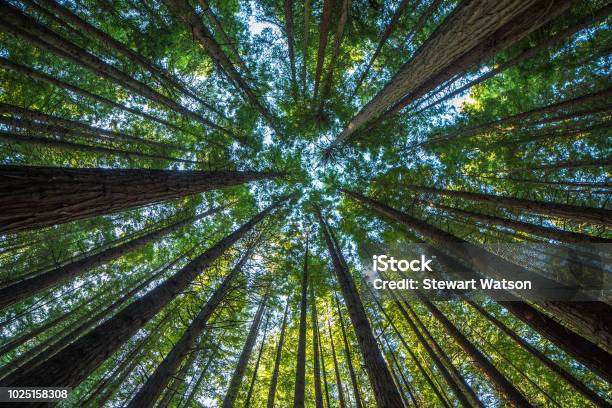 Majestic Giant Redwood Tree Scenery Stock Photo - Download Image Now - Tree, Forest, Growth