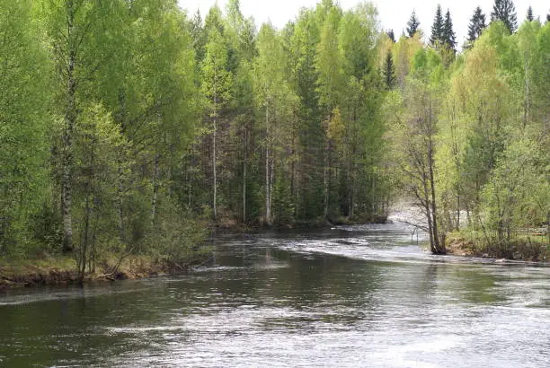 Spring, river, on the banks of the river-a forest of deciduous and coniferous trees, birch with young green foliage.