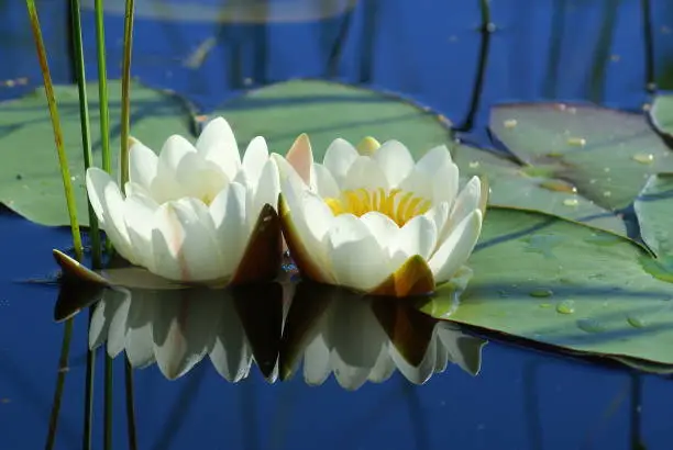 White water Lily (nymphea) is a very beautiful ornamental aquatic plant. White flowers and green leaves float on the water. Sunny day.