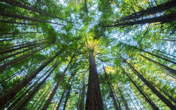 majestätischen riesigen redwood-baum-landschaft - natural landmark famous place travel destinations nature stock-fotos und bilder