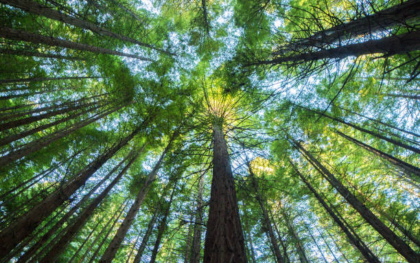 paysage d’arbre majestueux séquoia géant - tree area photos photos et images de collection