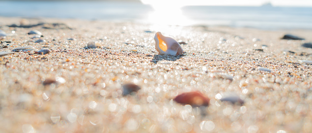 Sandy beach with seashells, blurry beach background