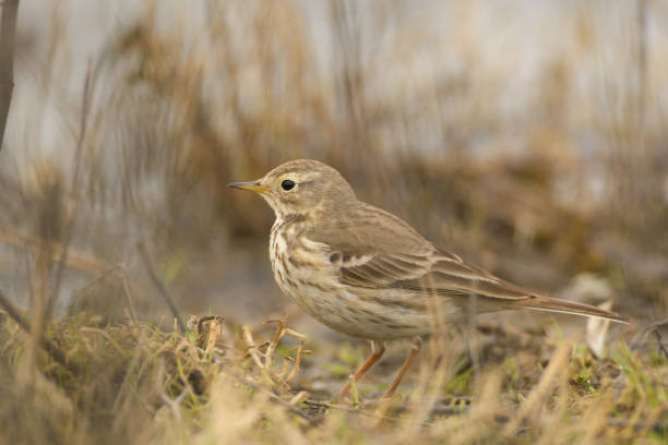 istock Small wild  bird in dry grass 1025182860