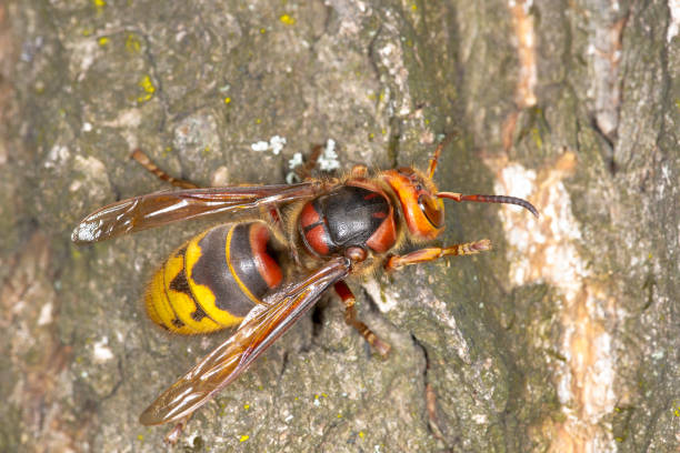 istock Hornet on bark of oak 1025183000