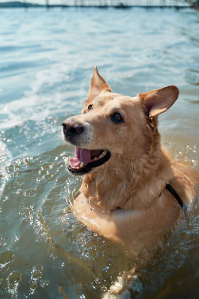 istock A dog playing in the water 1025187146