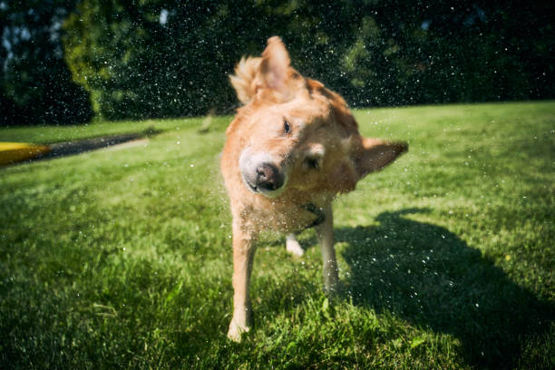 A dog shaking with water spraying off it's fur while it's ears flop arround.