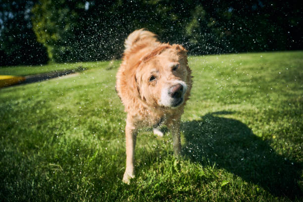 istock A dog shaking off after a swim 1025187228