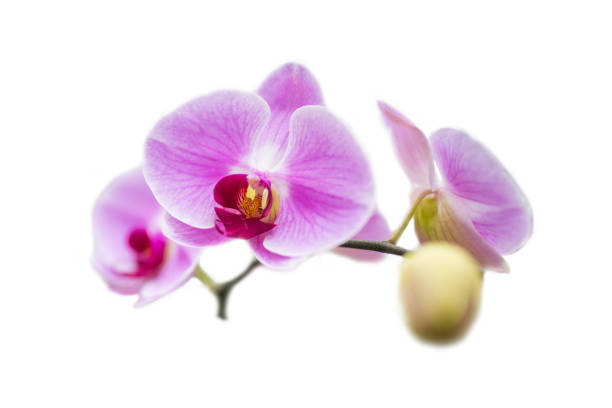 istock pink phalaenopsis orchids isolated on white background 1025189726