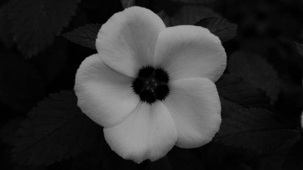 Hidden beauty