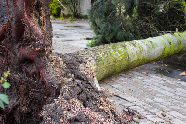 istock Uprooted tree after storm, dangerous weather concept 1025192438