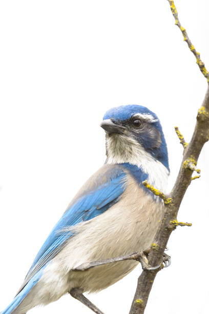 istock Little blue bird on twig 1025197620