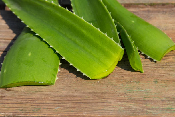 grüne blätter der aloe vera pflanze auf rustikalen hölzernen hintergrund - healthy lifestyle homeopathic medicine aloe plant stock-fotos und bilder