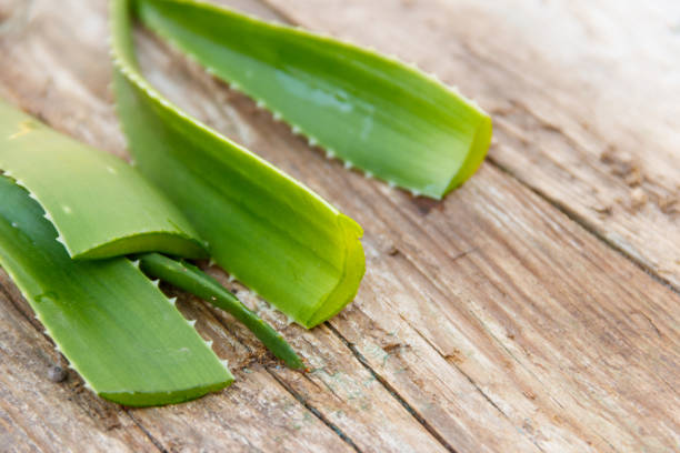 grüne blätter der aloe vera pflanze auf rustikalen hölzernen hintergrund - healthy lifestyle homeopathic medicine aloe plant stock-fotos und bilder
