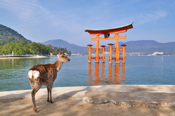 Japan, Miyajima - Mar 30, 2015: A wild deer is looking at the famous floating Torii Gate in Miyajima Island.