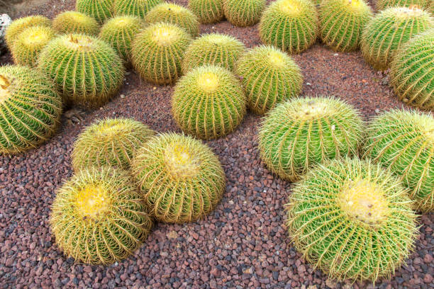 echinocactus grusonii cactus - grusonii photos et images de collection