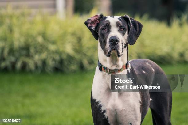 Black And White Great Dane Staring At Camera Stock Photo - Download Image Now - Great Dane, Dog, Outdoors