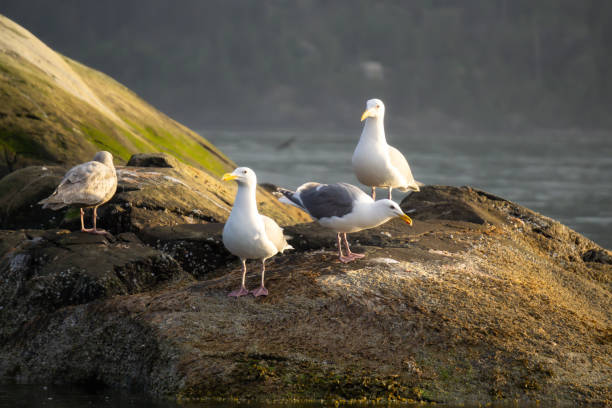 istock Birds in Howe Sound 1025212988