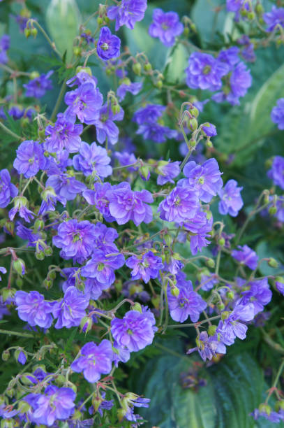 geranium pratense plenum violaceum lub łąki cranesbill fioletowe kwiaty - geranium pratense zdjęcia i obrazy z banku zdjęć