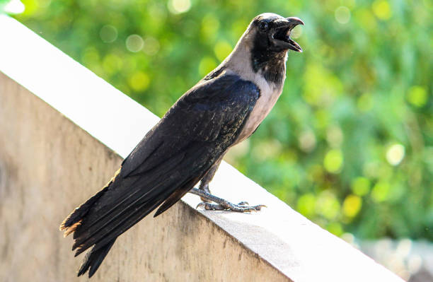 istock crow with opened mouth closeup shouting 1025213874