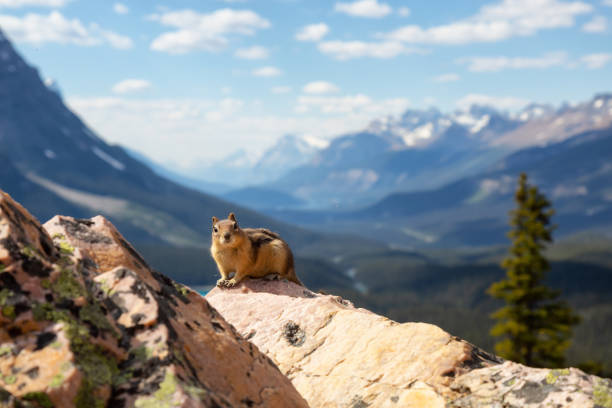 istock Chipmunk in the Canadian Rockies 1025213962