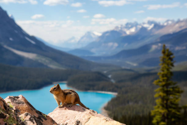 istock Chipmunk in the Canadian Rockies 1025213964