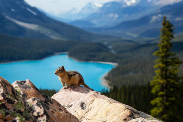 istock Chipmunk in the Canadian Rockies 1025213966