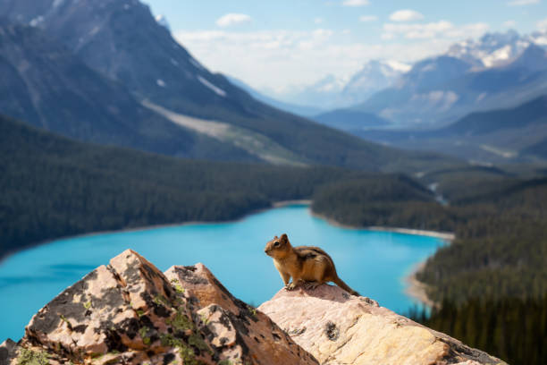 istock Chipmunk in the Canadian Rockies 1025213984