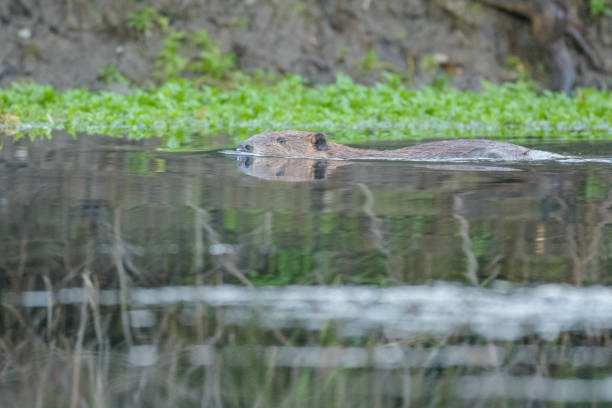 istock Beaver swimming in lake with green grass 1025214086