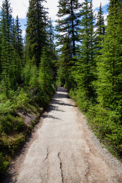 istock Trail in the woods 1025214104