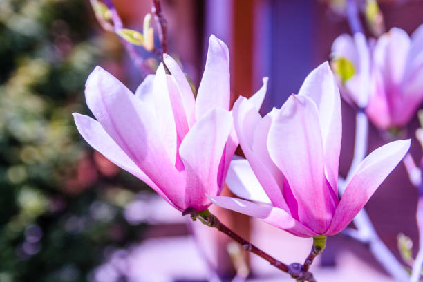 istock Flowers of the magnolia tree on spring day 1025216394