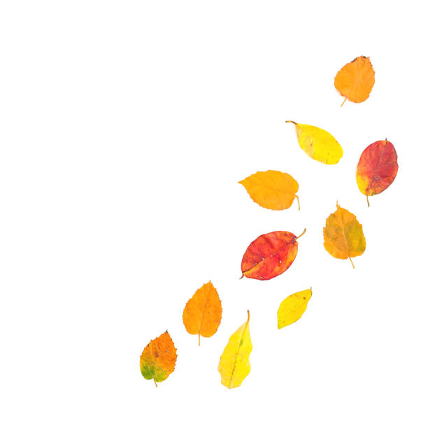 istock Autumn fall leaves on white background. Flat lay, top view. Copy space 1025216592