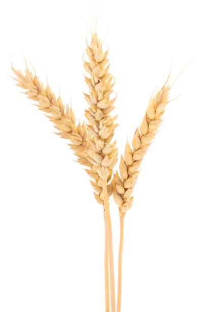 istock Ripe ears of wheat. 1025222024
