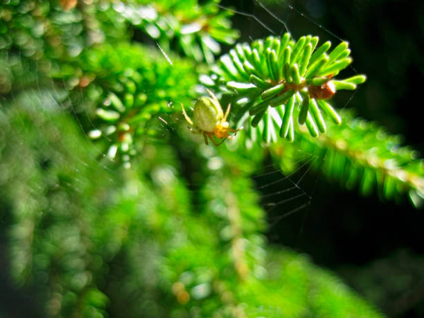 istock Fir pins and the spider 1025222336