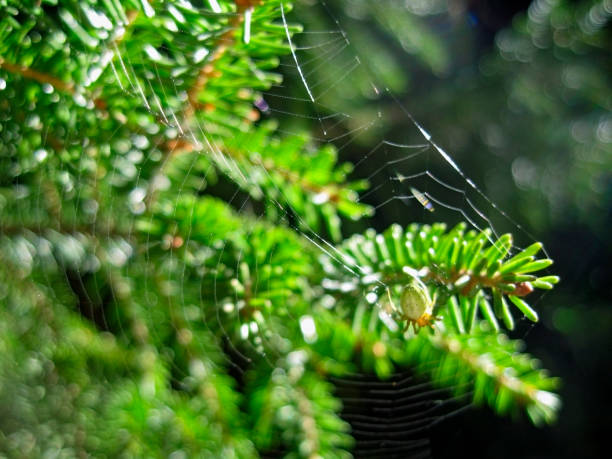 istock Fir pins and the net and spider 1025222400