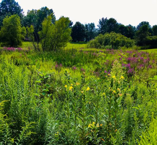 Prairie View Header 20+ Prairie View Photos Stock Photos, Pictures & Royalty-Free Images ...