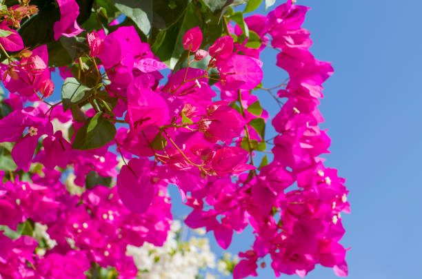 istock Tropical bush of Bugenvilliya with flowers 1025234672