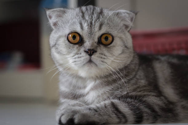 istock Scottish fold cat fur gray striped black. 1025238366