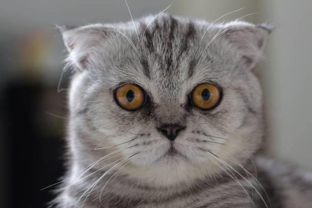 istock Scottish fold cat fur gray striped black. 1025238418