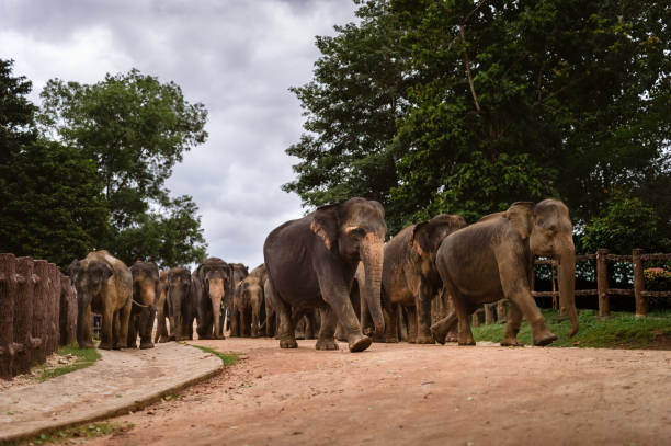 Herd of elephants