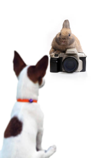 istock Funny action between rabbit as photographer and dog on white background. 1025243622